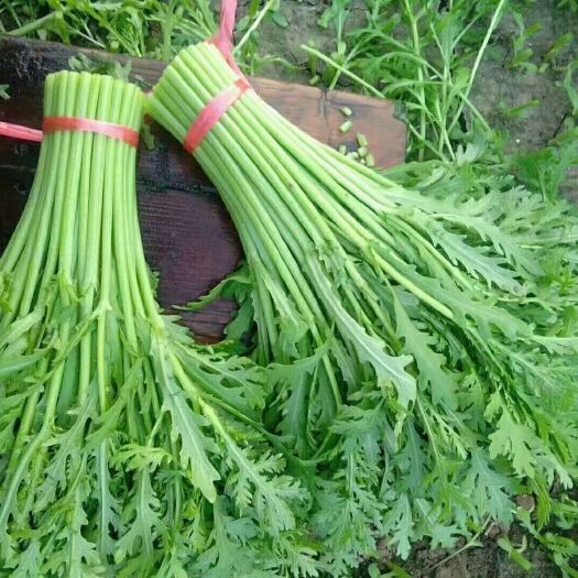 潍坊精品茼蒿菜，超高茼蒿菜，大量现货，产地直供