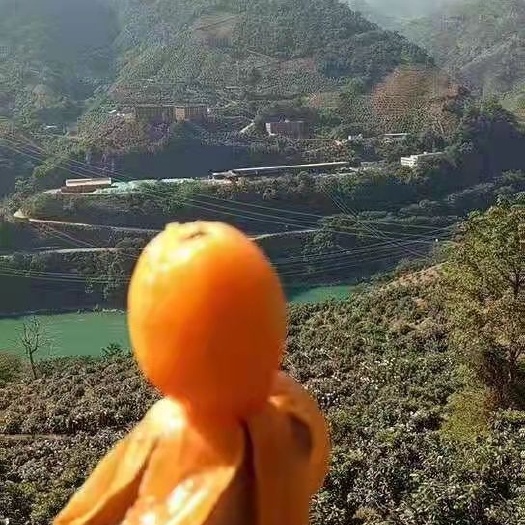 潍坊米易枇杷 新鲜大枇杷