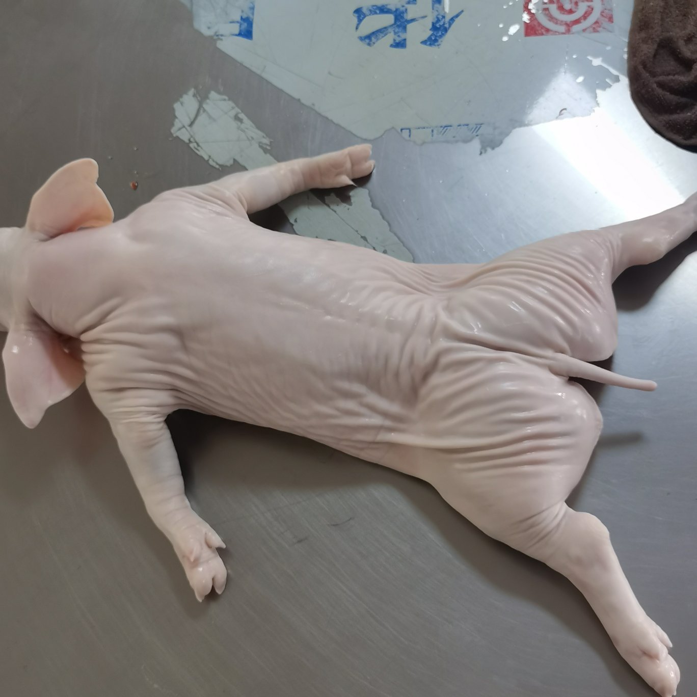 整头猪  冻乳猪，烤乳猪，可视频看货