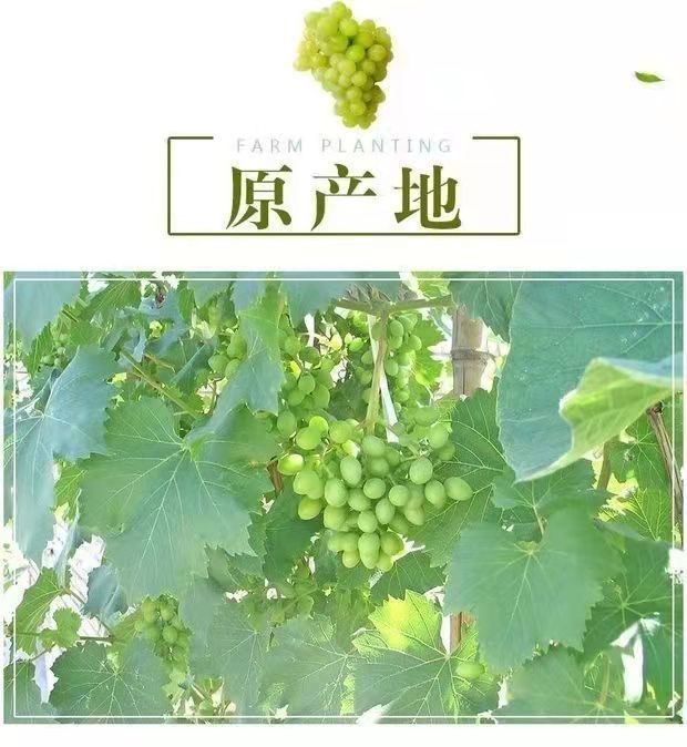 新疆葡萄干无核白葡萄干绿葡萄干零食蜜饯干果开胃干果批发