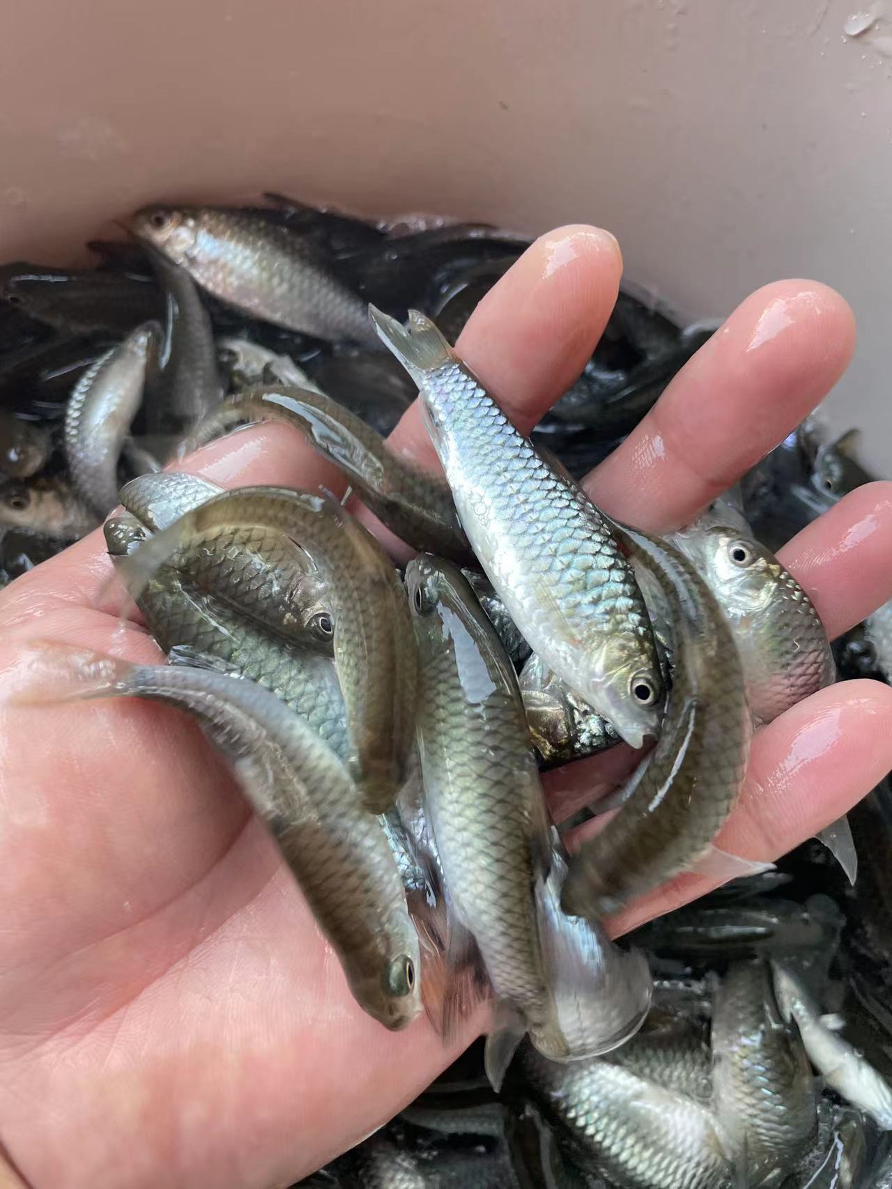 光倒刺鲃魚苗 青竹魚苗，黃臉青竹優(yōu)質(zhì)良種苗，一手貨源場地直銷