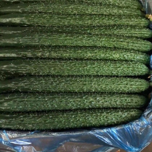 海城市 热销精品 黄瓜  现摘现发产地直销  大量批发