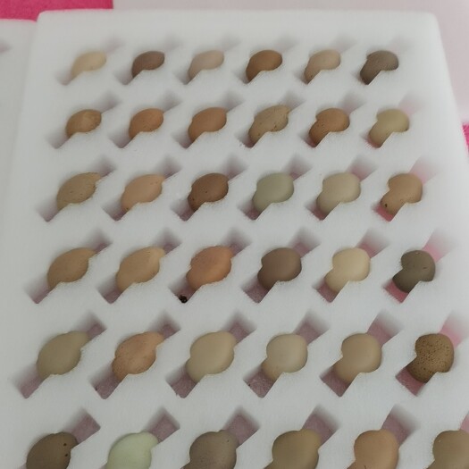 北京芦丁鸡种蛋