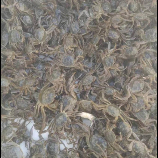 盐城大闸蟹苗 销售6母优质大种蟹苗 40－50/斤 包 成活率