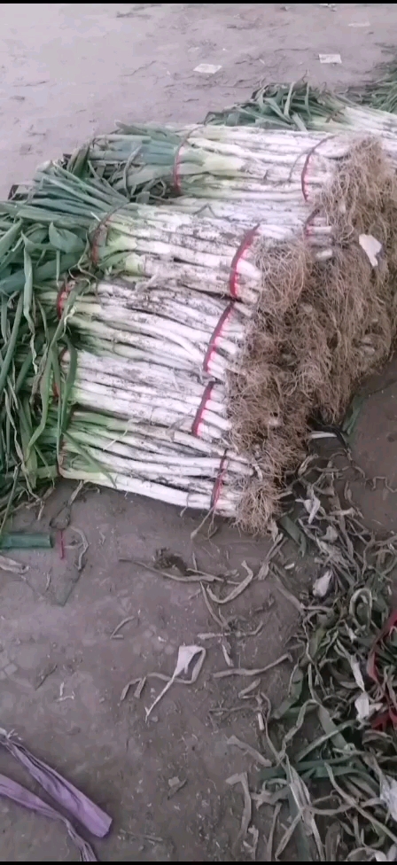 长白大葱   大葱