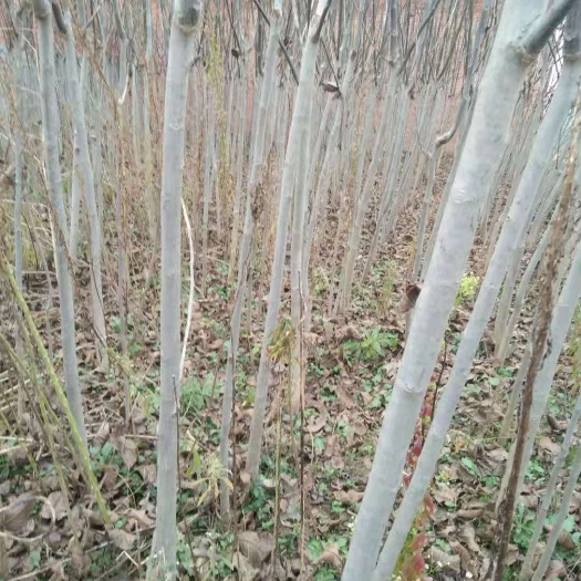 宝鸡薄壳香核桃苗 四年实生核桃苗占地