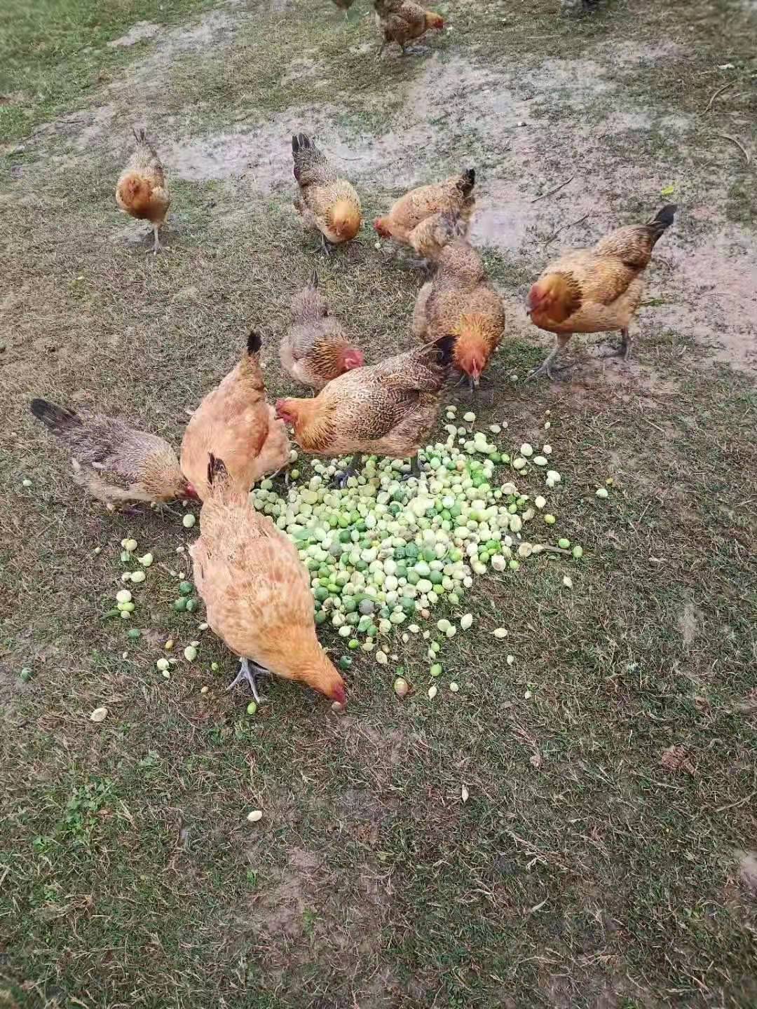小麻鸡苗土鸡母苗青脚土鸡苗蛋鸡苗土鸡苗高细脚土鸡农户放养土鸡