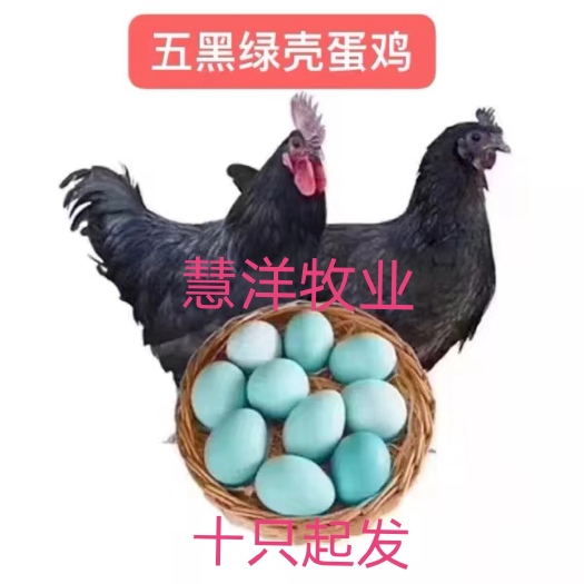 绿壳蛋鸡苗，五黑鸡苗 质量保证