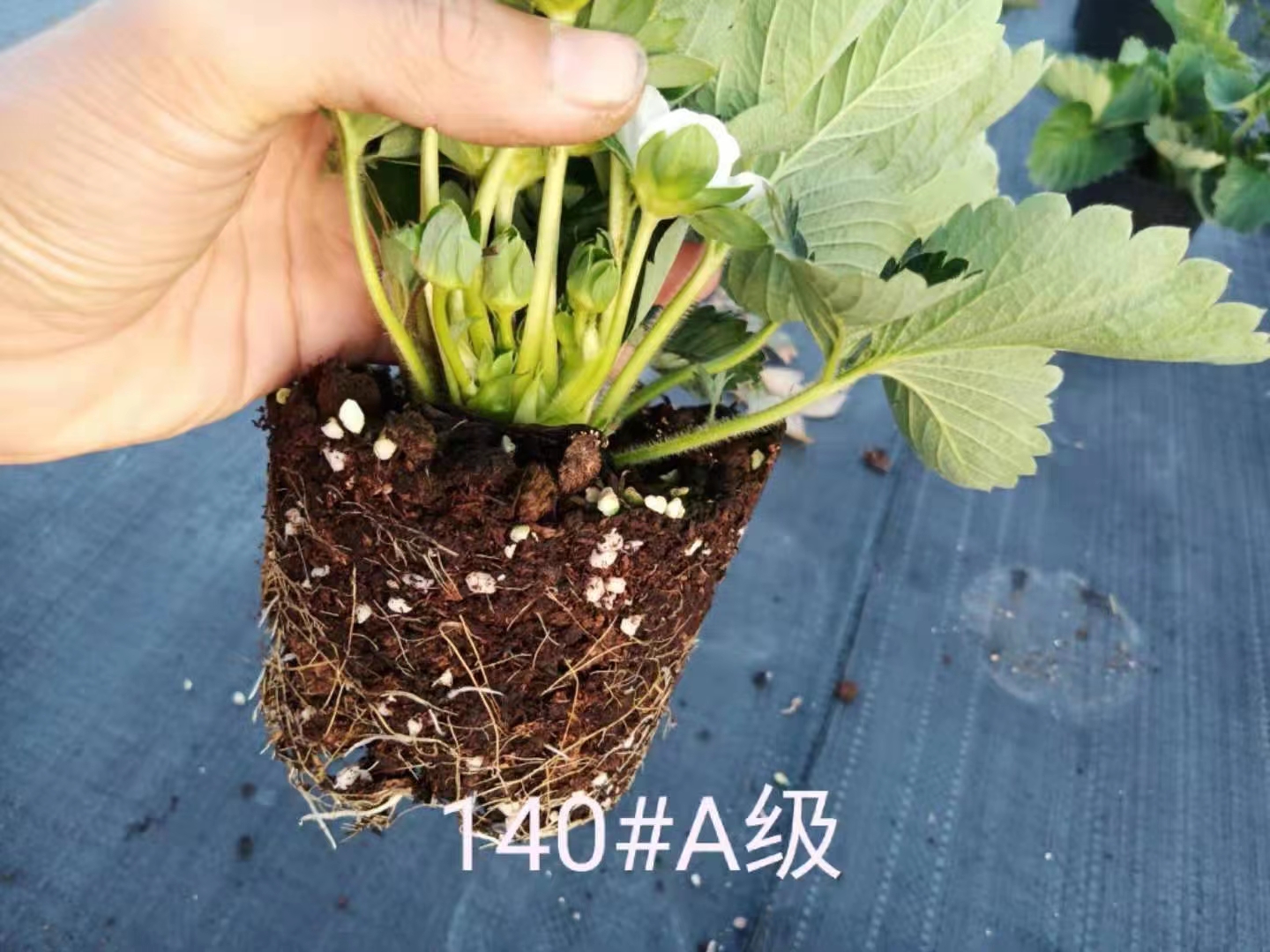 草莓盆栽有果带花苞