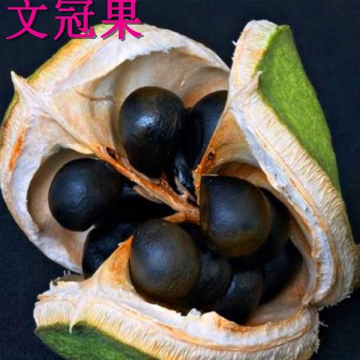  文冠果种子净籽优惠苗木种子文冠果纯度好芽率好春季秋季多年生