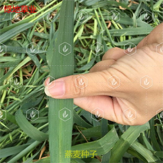  热卖春秋季种植燕麦种子边锋燕麦牧草种子高产量饲料高营养