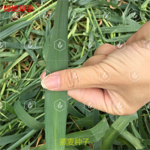 隆德县 热卖春秋季种植燕麦种子边锋燕麦牧草种子高产量饲料高营养