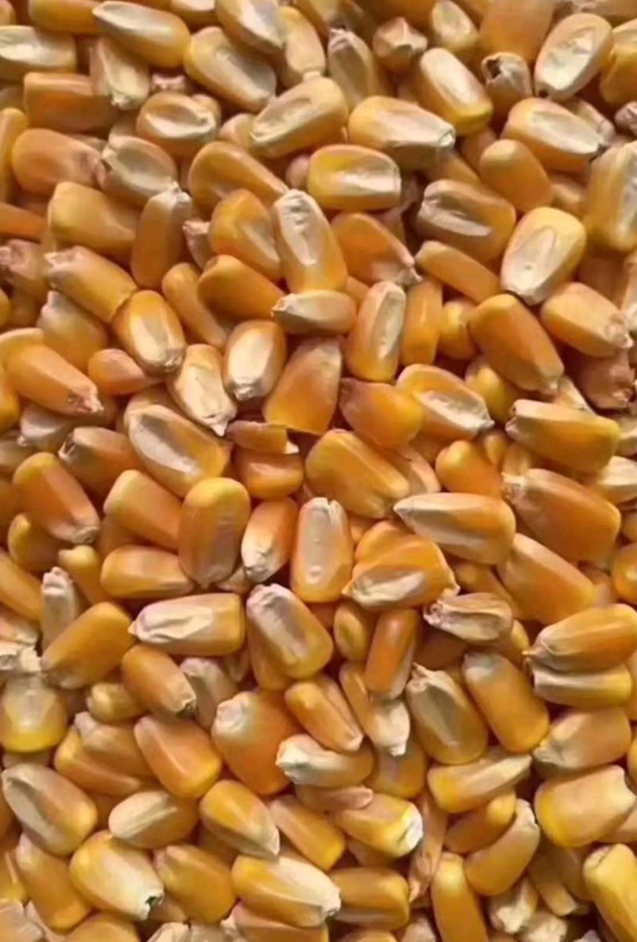 干玉米 中储粮两年轮储二等玉米  100万吨起批