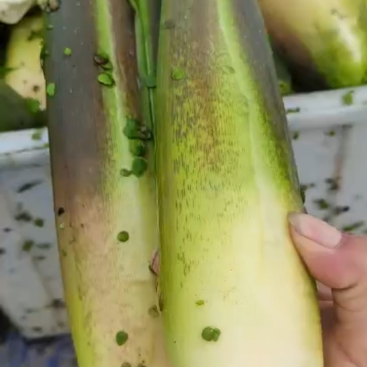 怀远县茭白种苗 