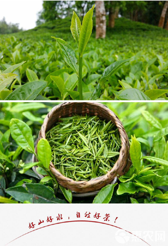 利川红工夫茶恩施富硒茶红茶恩施红茶利川红高山硒红茶恩施野红