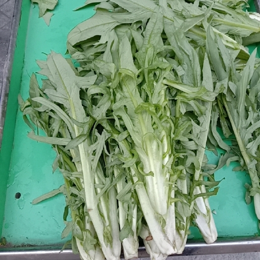 玉林花生麸苦麦菜，惠和花生麸蔬菜，花生麸水肥种植，口感口味更好