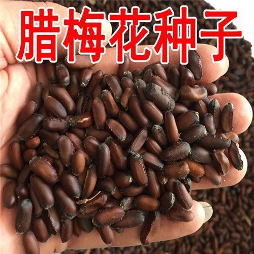 宿迁蜡梅种子 腊梅种子新采优质腊梅种子黄花腊梅红花腊梅梅花籽四季