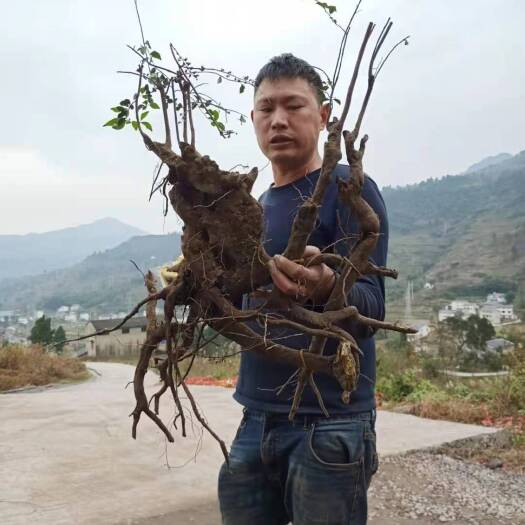 长沙长寿花盆栽 母庄
