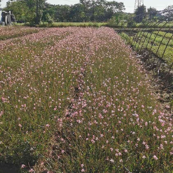 山桃草 紫叶千鸟花