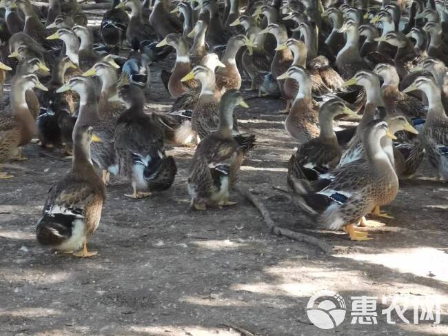 靓麻鸭公待出栏