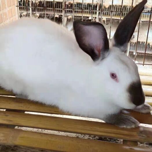 嘉祥县伊拉兔肉兔种兔八点黑