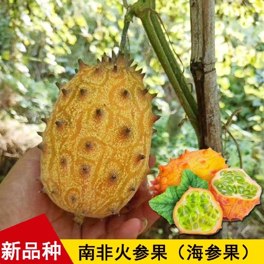 火参果种子 海参果刺角瓜 水果火参果 种籽当年种植