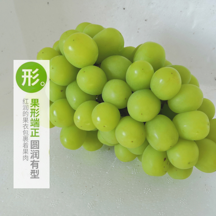 晋州市 河北阳光玫瑰葡萄新鲜供应