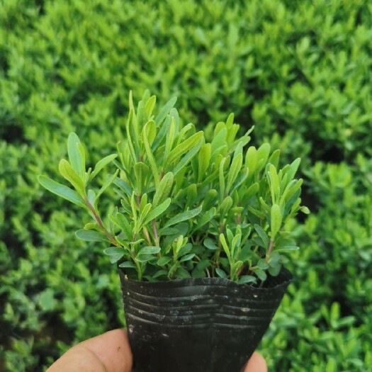 常州 薰衣草10×12杯苗
