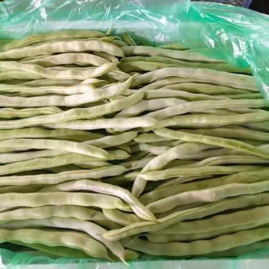 元江县无筋四季豆 云南四季豆，