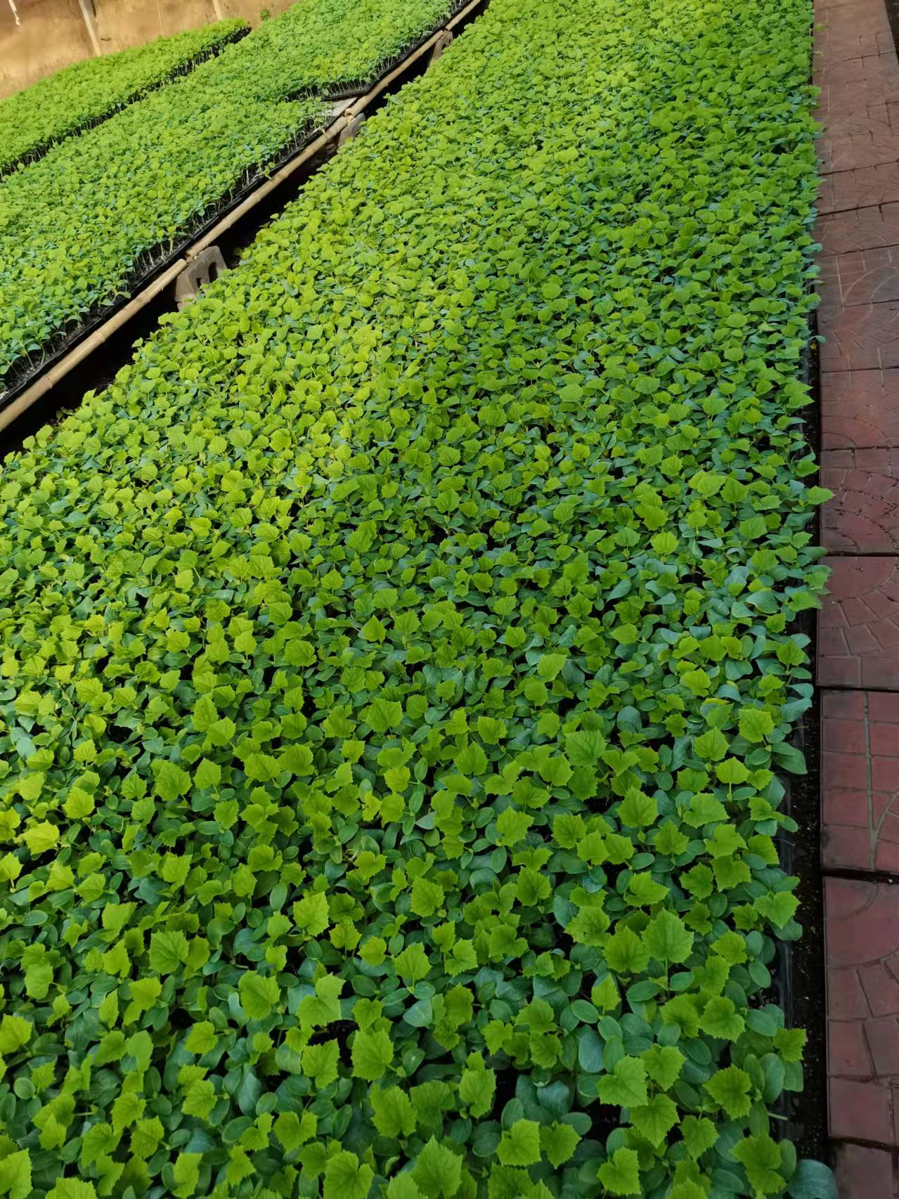 黄瓜种苗  黄瓜苗 全雌强雌黄瓜苗 冬春一大茬德瑞特黄瓜苗