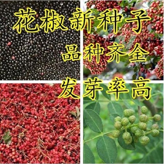 花椒种子 大红袍花椒种子 无刺花椒籽 韩城 九叶青花椒