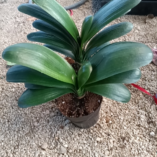 漳平市君子兰盆栽 君子兰