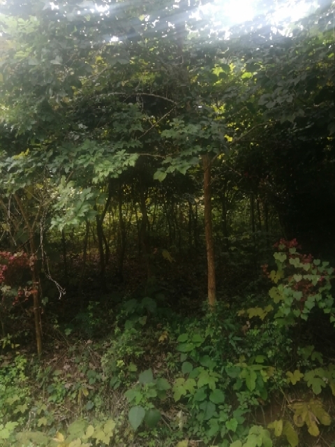 简阳市黄花风铃木