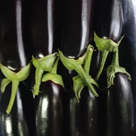 砀山县圆茄 茄子种植大户，质量优良，外观鲜嫩，货源充足，包装运输专业团队