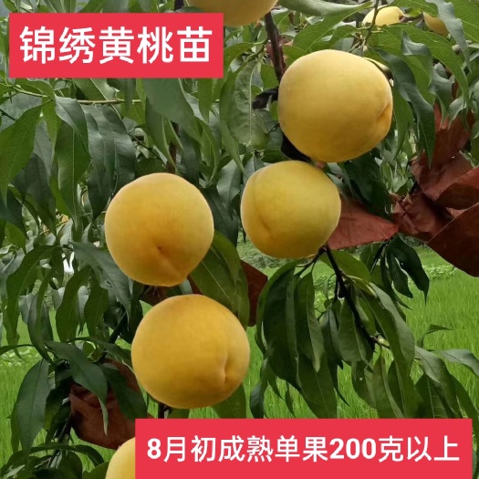 炎陵县锦绣黄桃苗 炎陵黄桃苗2年苗现挖保湿发货当年结果地栽盆栽