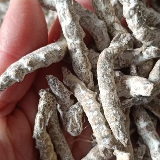僵蚕  正品 水洗 白蚕规格齐 饱满 生炒 一公斤起包邮
