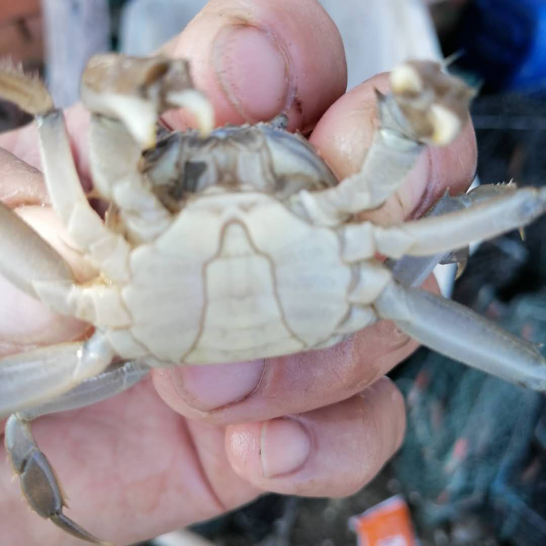 皖苏大闸蟹苗  谈水优质蟹苗，，质量好，