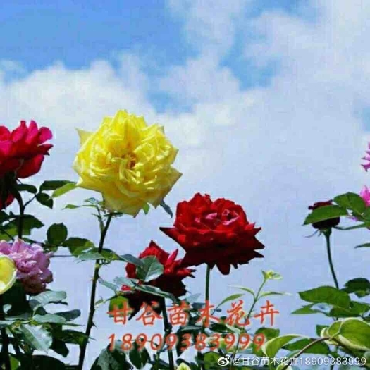 甘谷县大花月季  出售各种月季
