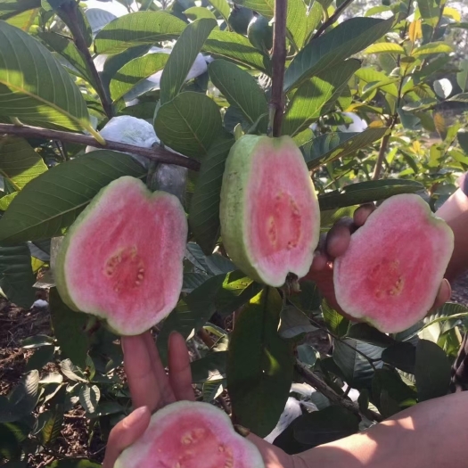 珍珠番石榴，圆果帝王芭乐，西瓜芭乐番石榴苗，一年多季开花结果