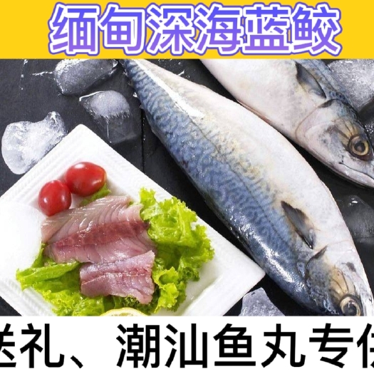 汕尾 马鲛鱼扁鲛缅甸蓝马鲛鱼大整条批发马鲛鱼丸