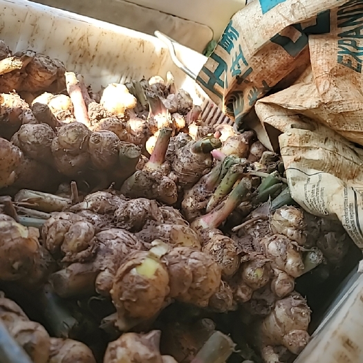 昆明大黄姜 呈贡本地姜