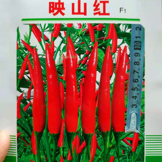 沭阳县蔬菜种子辣椒种子红椒种子朝天椒种子映山红辣椒种籽米椒干椒籽