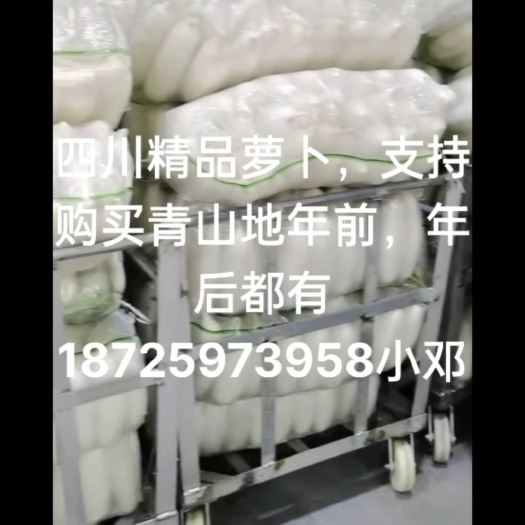 重庆市韩国白萝卜 花叶厚皮