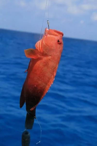 深海名贵鱼红鱼-原名红鳍笛鲷-冷冻红鱼批发