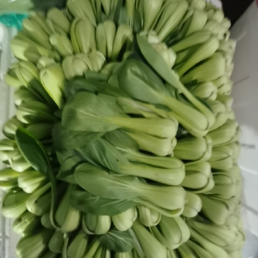 泰安上海青 奶油菜