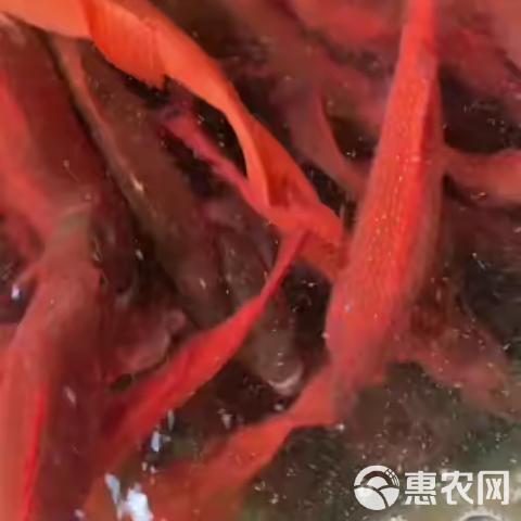 海南东星斑