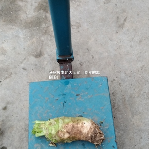 犍为县盘菜 兰花村大头菜，香脆皮薄，凉拌，腌制好原料。