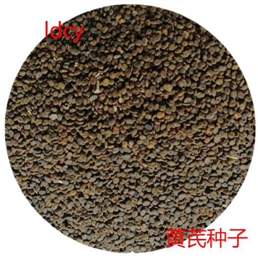 隆德县黄芪种子细枝岩黄芪多年生