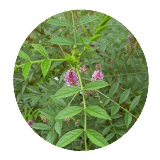  甘草种子甜草根甘草种籽甘草籽植物四季可播春季夏季秋季观花绿化