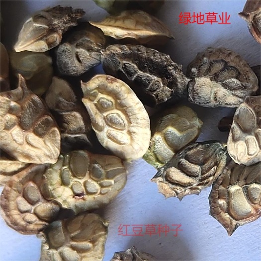优质红豆草种子春季秋季多年生